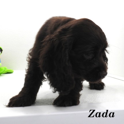 puppy, for, sale, Cocker Spaniel, Joe & Cherri  Overlease, dog, breeder, Miller, MO, dog-breeder, puppy-for-sale, forsale, nearby, find, puppyfind, locator, puppylocator, aca